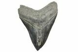 Fossil Megalodon Tooth - South Carolina #365761-1